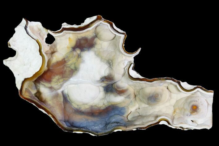 Colorful, Agatized Fossil Coral Geode - Florida #105322